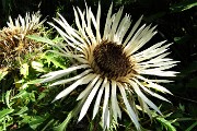 16 Carlina aperta al sole